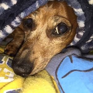 Meet your Posher, Nova